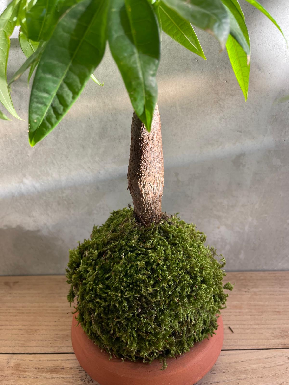 Kokedama Pachira Aquatica - Arbre à Argent Artisanal Fait Main Belgique – Image 3