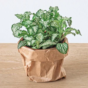 Mossi – Kit Kokedama DIY | Vegetalika Créations - fitonia