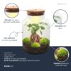 Milky Bonsai - Terrarium - Bottle Garden Diy Kit - Ø 21 Cm ↑ 30 Cm – Image 3