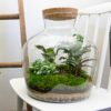 Terrarium Diy Kit - Fat Joe - Bottle Garden - ↑ 30 Cm – Image 4