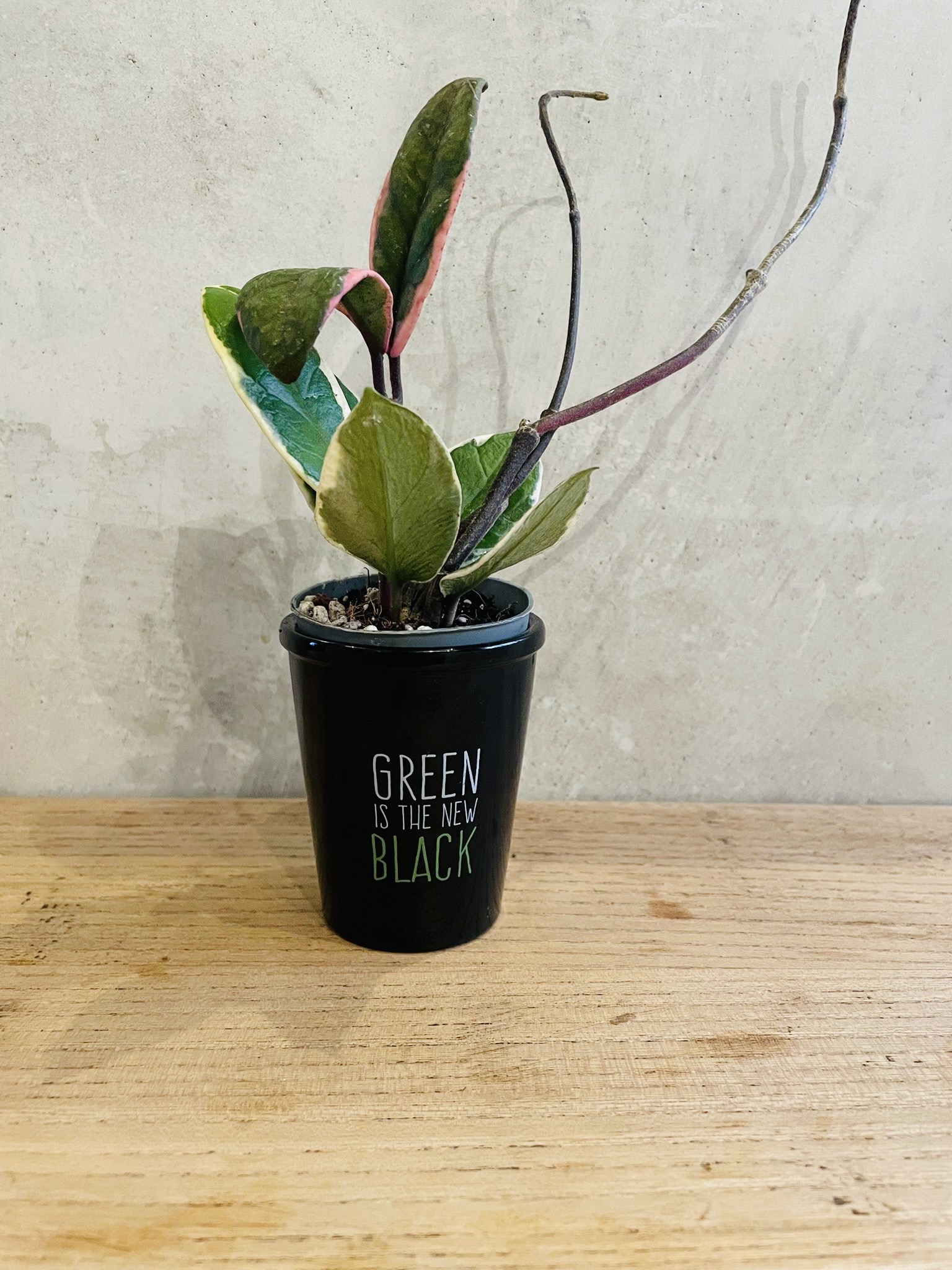 Hoya Flamant Carnosa Feuillage Rose Fleur Porcelaine – Image 2