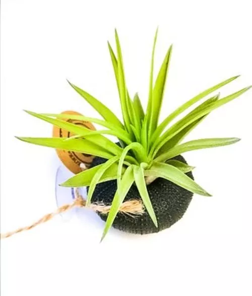 tillandsia qui brunit, que faire ?
