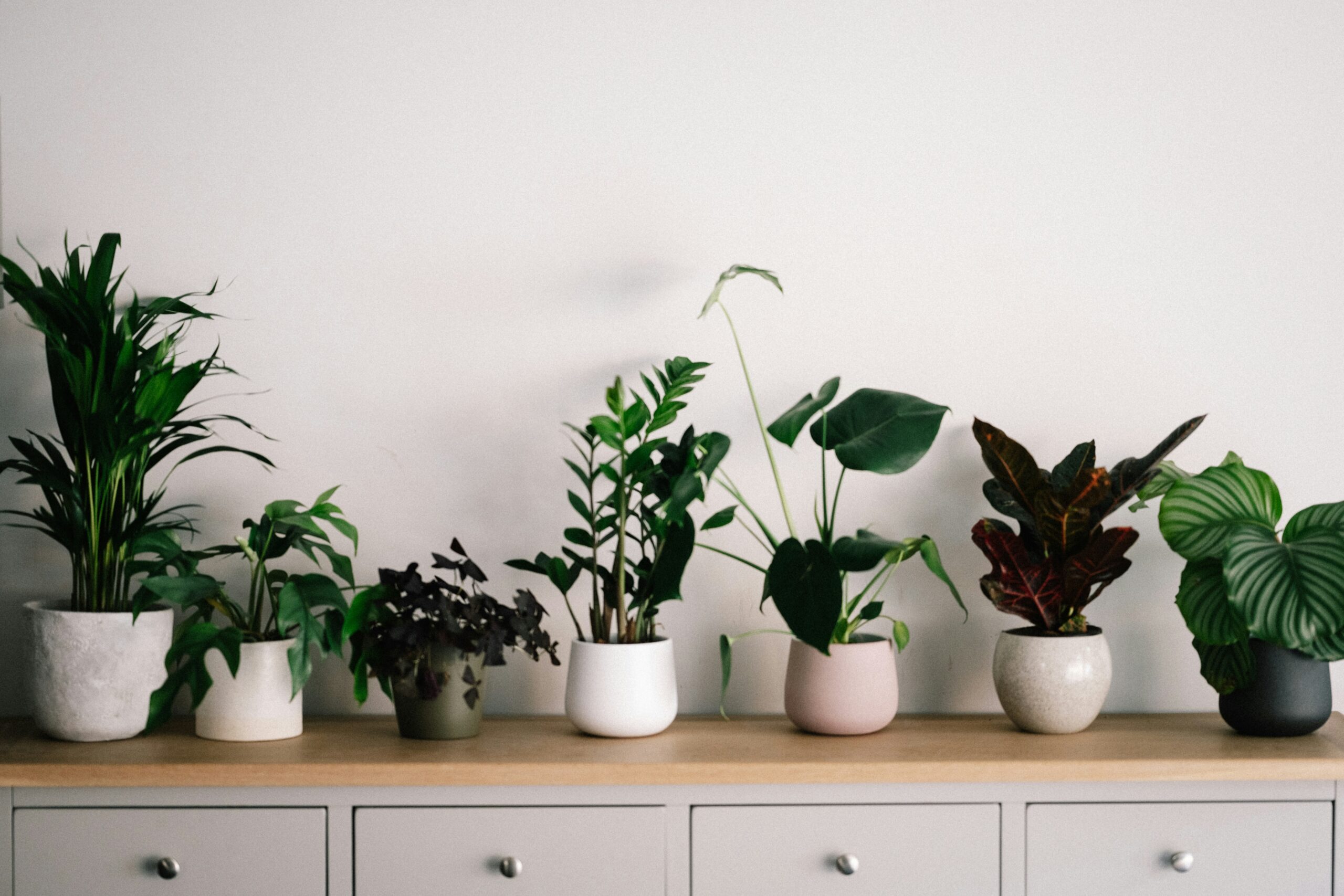 Différents types terreaux plantes intérieur sacs substrat universel cactées orchidées