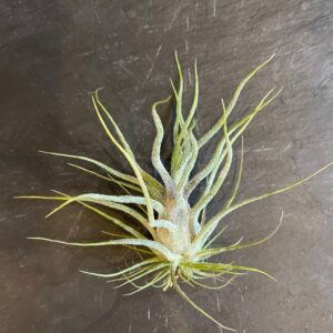 Tillandsia purinosa 8cm plante aérienne petit feuillage vert clair texture poudreuse grise tentacules retombantes gracieuses accessible