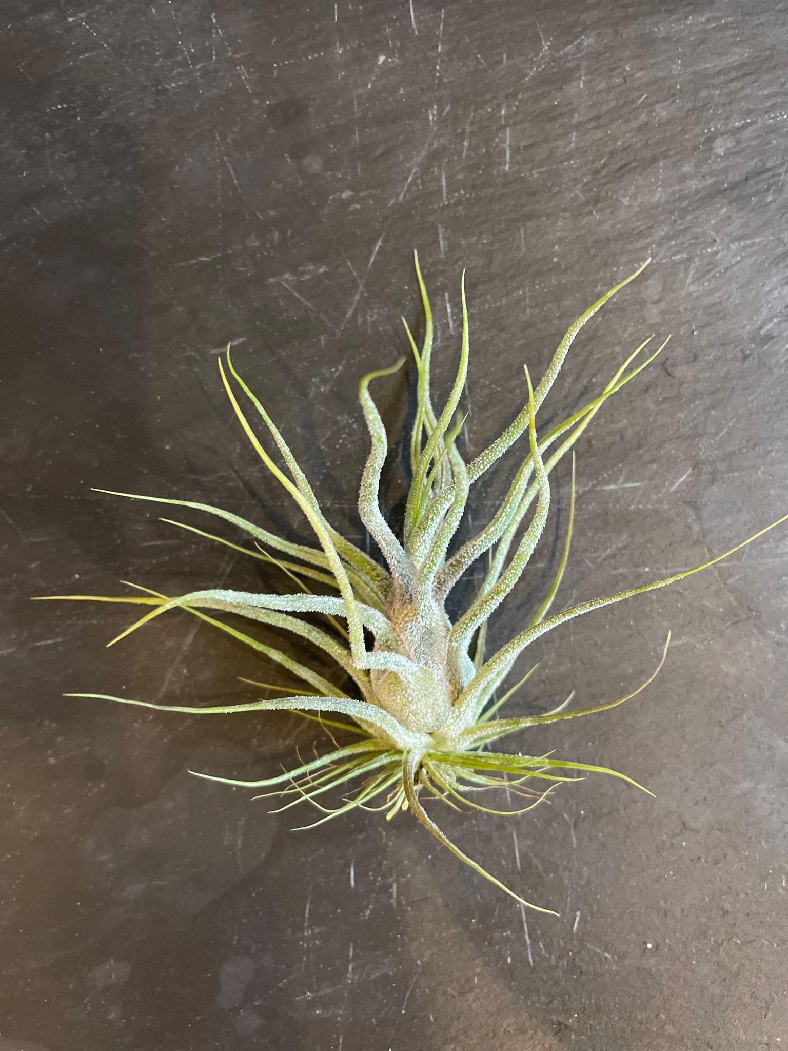 Tillandsia purinosa 8cm plante aérienne petit feuillage vert clair texture poudreuse grise tentacules retombantes gracieuses accessible