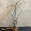 Tillandsia butzii large XXL 25-30cm plante aérienne feuillage gris-vert reflets iridescents rougeâtre bleuâtre développé