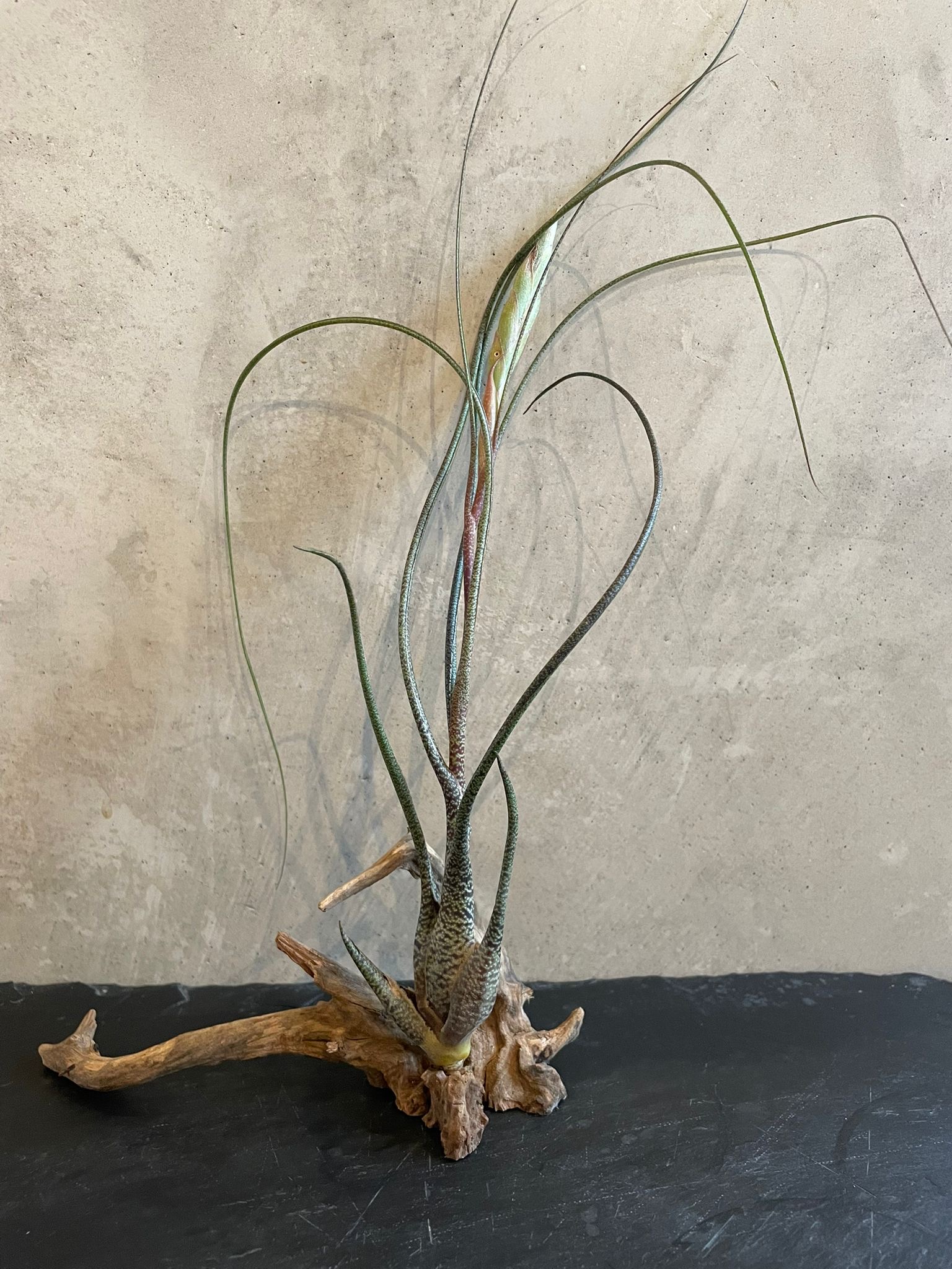 Tillandsia butzii large XXL 25-30cm plante aérienne feuillage gris-vert reflets iridescents rougeâtre bleuâtre développé