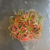 Tillandsia ionantha red 15cm plante aérienne feuillage rouge-rose vif vert base boule compacte élégante floraison