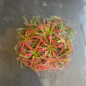 Tillandsia ionantha red 15cm plante aérienne feuillage rouge-rose vif vert base boule compacte élégante floraison