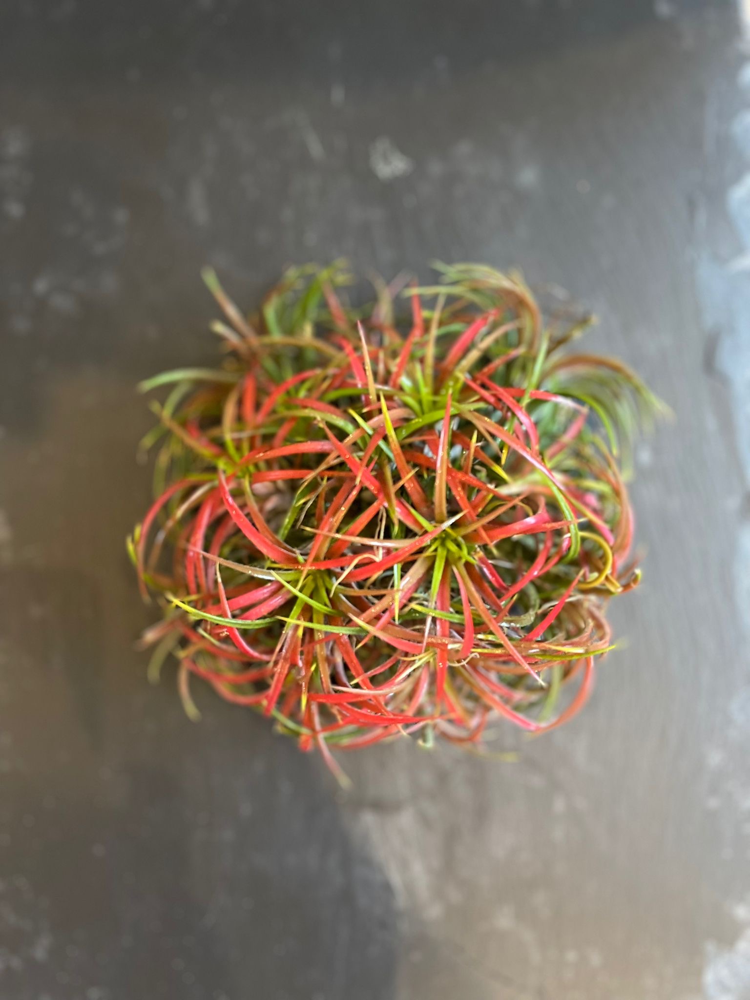 Tillandsia ionantha red 15cm plante aérienne feuillage rouge-rose vif vert base boule compacte élégante floraison