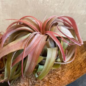 Tillandsia eric knobloch rouge 15cm feuillage rose-rouge-orange vif vert-jaune base collector premium morphologie distinctive