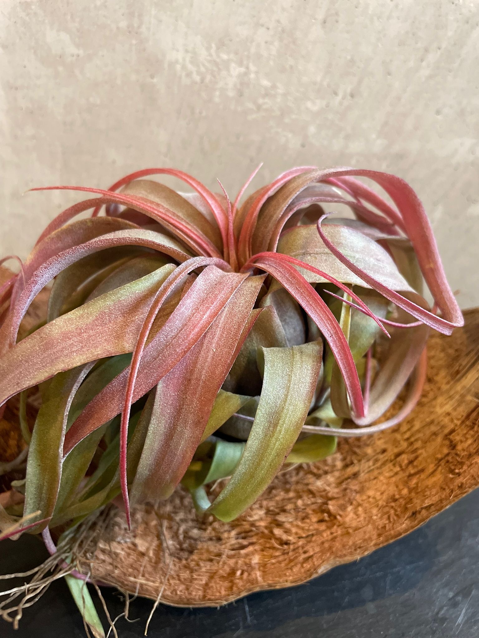 Tillandsia eric knobloch rouge 15cm feuillage rose-rouge-orange vif vert-jaune base collector premium morphologie distinctive