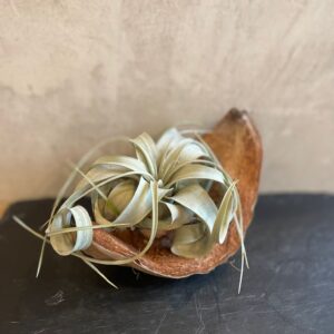 Tillandsia eric knobloch blanc 15cm plante aérienne feuillage gris-blanc vert pâle lumineux feuilles larges morphologie sophistiquée