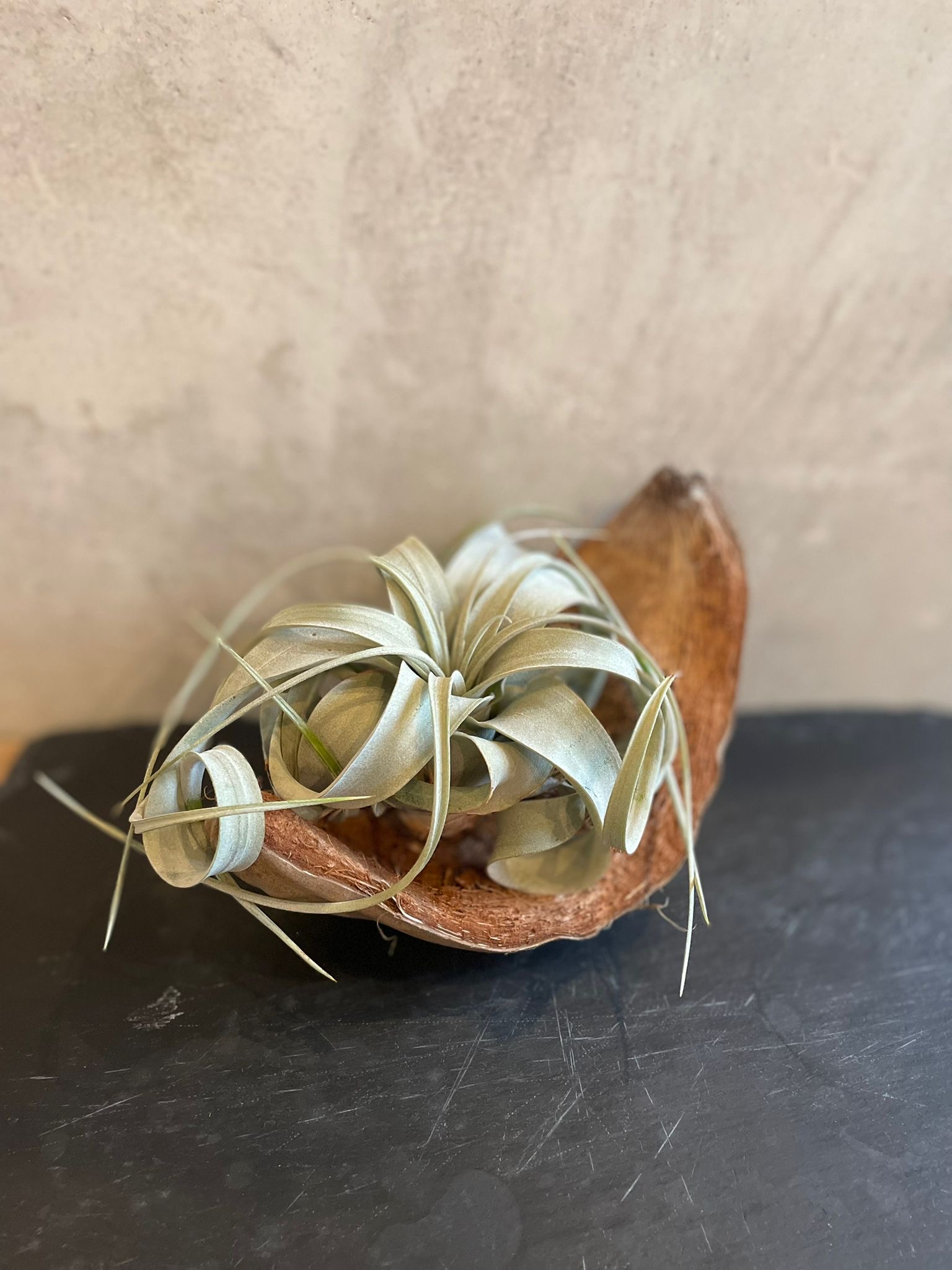 Tillandsia eric knobloch blanc 15cm plante aérienne feuillage gris-blanc vert pâle lumineux feuilles larges morphologie sophistiquée