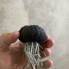 Tillandsia Méduse Black Edition 25-30cm Oursin – Image 2