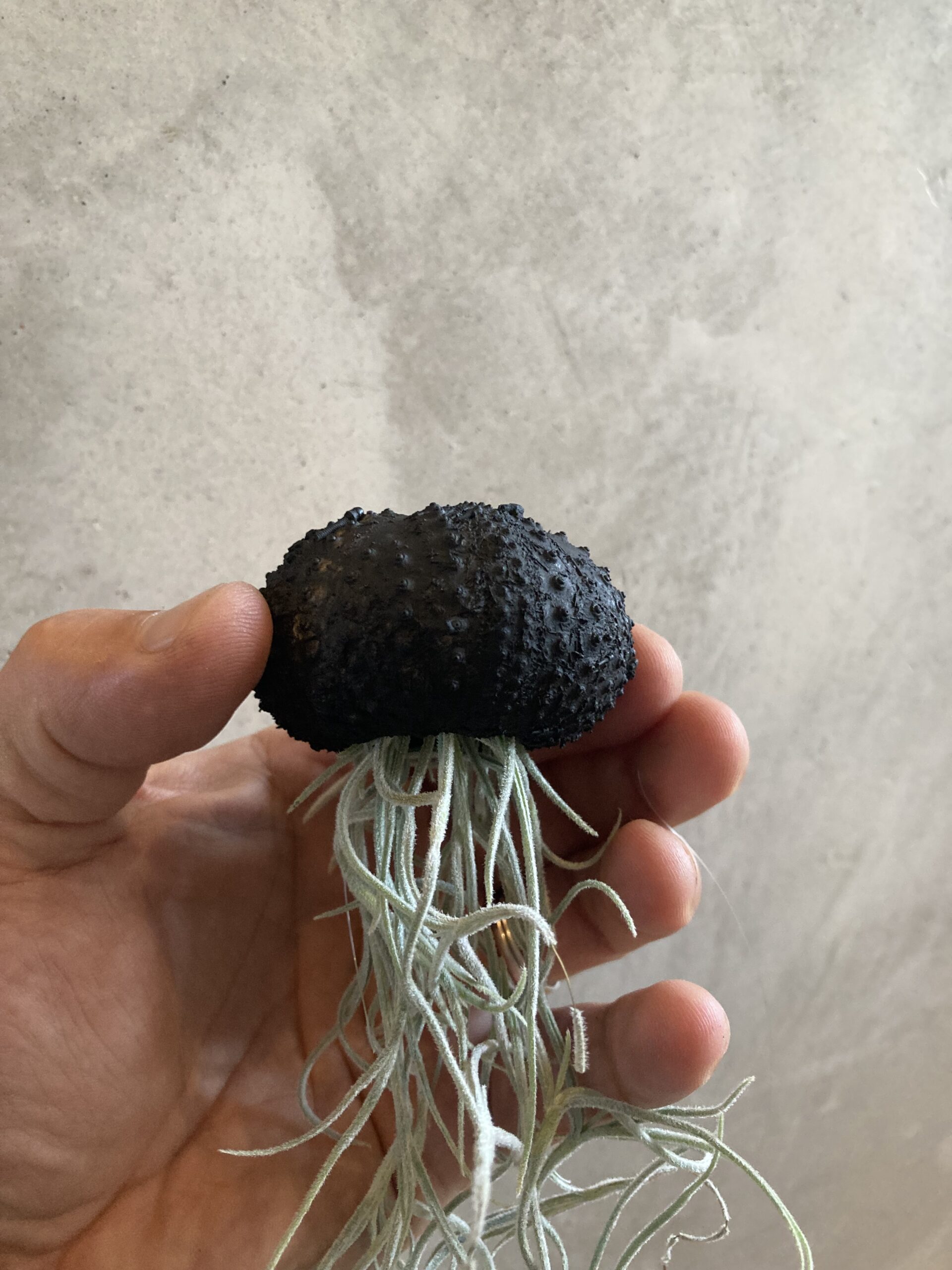 3 Tillandsia Méduse Black Edition offre limitée – Image 2
