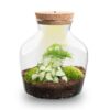Terrarium Little Joe - Ø 20 Cm ↑ 22 Cm 2 plantes – Image 4