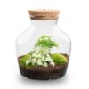 Terrarium Little Joe - Ø 20 Cm ↑ 22 Cm 2 plantes