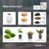 Milky - Terrarium - Bottle Garden Diy Kit - Ø 21 Cm ↑ 30 Cm – Image 5