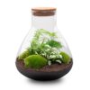 Terrarium Sam Xl - Ø 30 Cm ↑ 32 Cm 3 plantes – Image 3