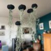 Tillandsia Méduse Black Edition 25-30cm Oursin – Image 3