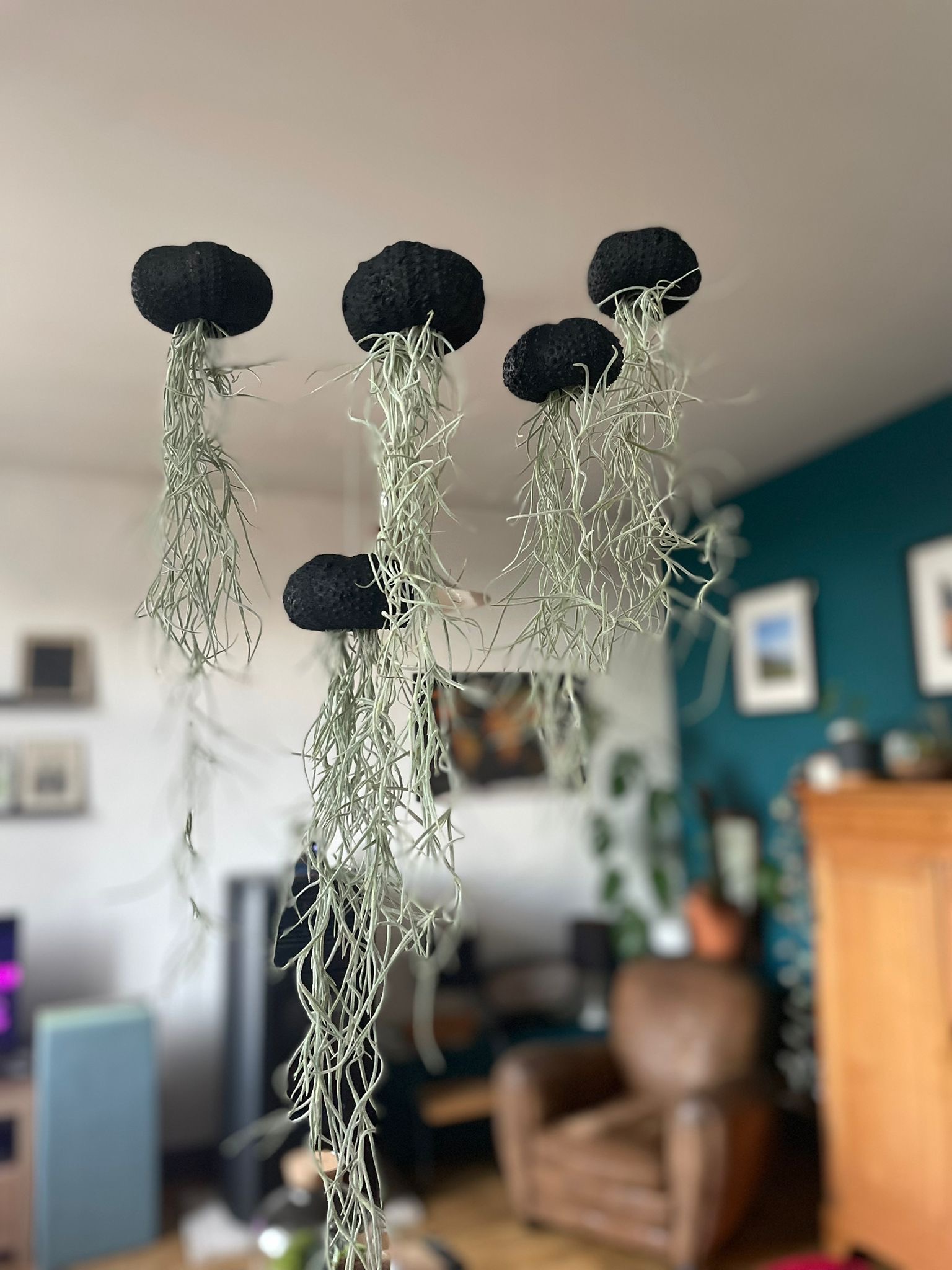 3 Tillandsia Méduse Black Edition offre limitée – Image 3