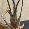 tillandsia-butzii-large-xxl-plante-aerienne