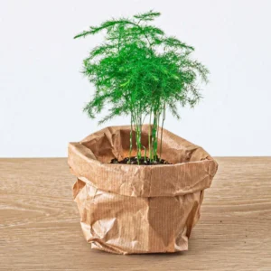 Kit asparagus complet plante terrarium 15-20cm substrat Grow Soil pot 11cm biodégradable feuillage feathery délicate élégant