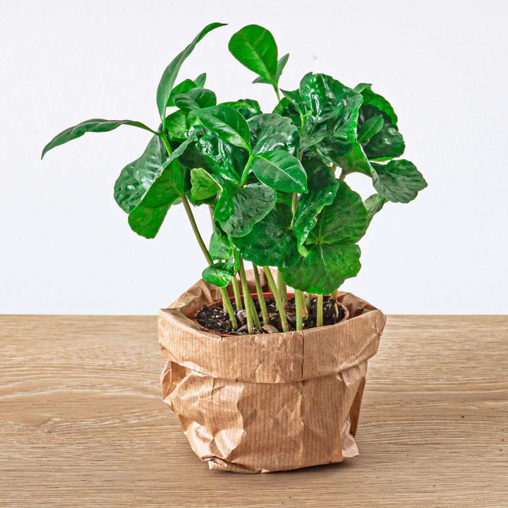 Kit coffea arabica caféier exotique 15cm plante substrat Grow Soil pot 11cm biodégradable feuillage vert brillant tropical