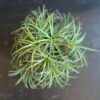 Tillandsia Ionantha Red ou green15cm Plante Aérienne – Image 2