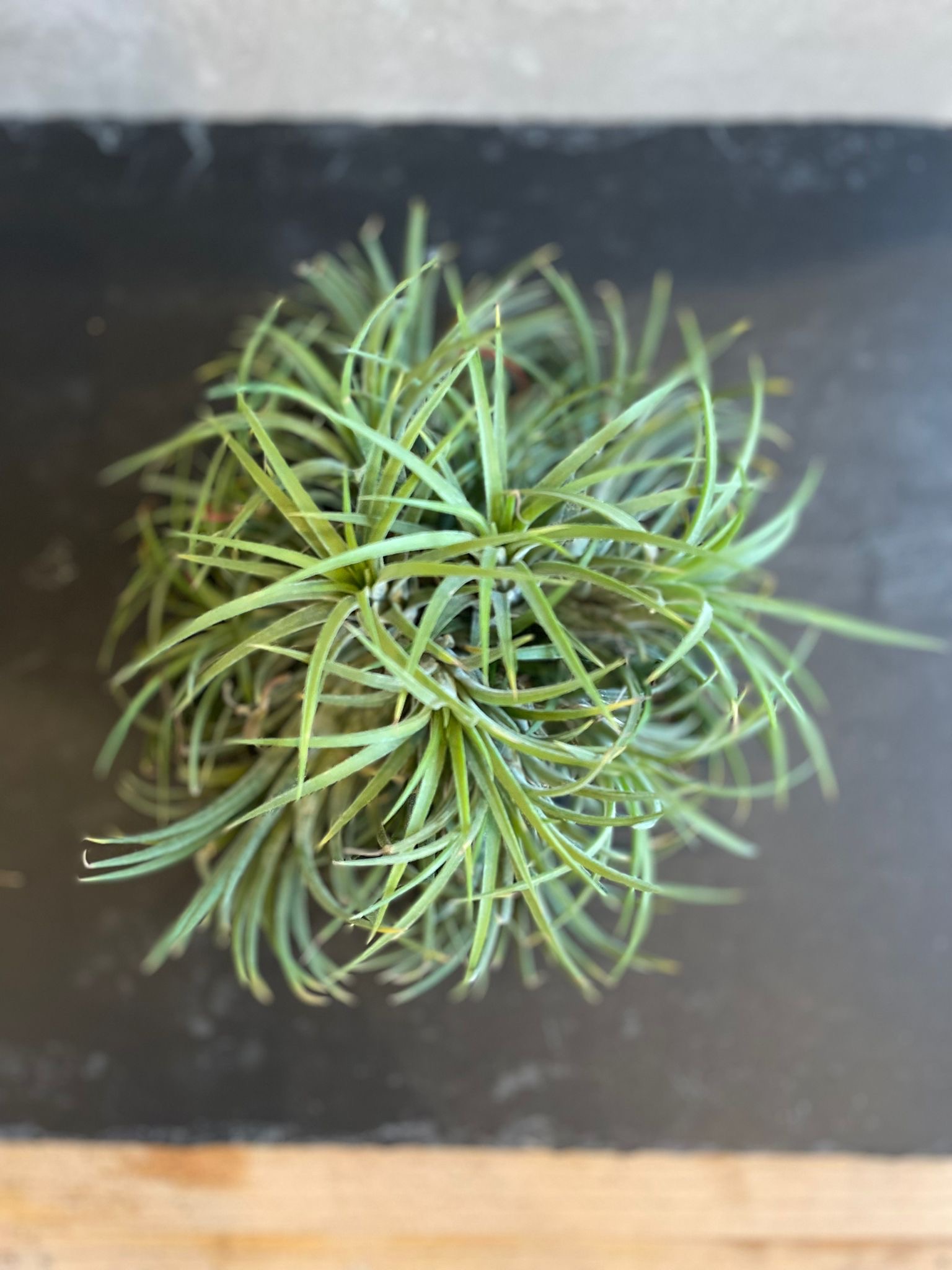 Tillandsia Ionantha Red ou green15cm Plante Aérienne – Image 2