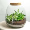 Terrarium Emma Mini - ↑ 20 Cm - Ø 19 Cm - 2 plantes