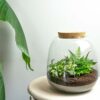 Terrarium Emma Mini - ↑ 20 Cm - Ø 19 Cm - 2 plantes – Image 2