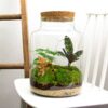 Milky - Terrarium - Bottle Garden Diy Kit - Ø 21 Cm ↑ 30 Cm – Image 2