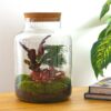 Milky - Terrarium - Bottle Garden Diy Kit - Ø 21 Cm ↑ 30 Cm – Image 6