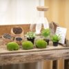 Terrarium Sam Xl - Ø 30 Cm ↑ 32 Cm 3 plantes – Image 2
