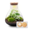 Terrarium Sam Xl - Ø 30 Cm ↑ 32 Cm 3 plantes