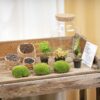 Milky - Terrarium - Bottle Garden Diy Kit - Ø 21 Cm ↑ 30 Cm – Image 4