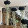 Tillandsia méduse plante aérienne black edition coquille d'oursin noire 25-30 cm kokedama décoration bohème design