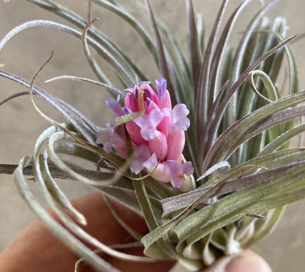 Comment Faire Fleurir un Tillandsia : Guide Complet