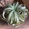 Kokedama tillandsia à poser – Image 2