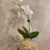 Kokedama orchidée pièce unique – Image 4