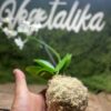 Kokedama orchidée pièce unique – Image 3