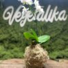 kokedama traditionel