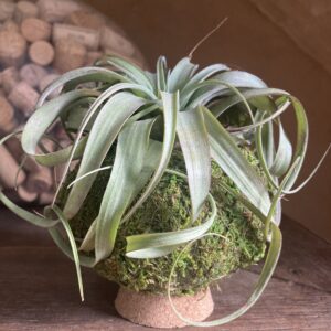 Kokedama tillandsia aux feuilles argentées recourbées posé sur socle en terre cuite