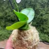 Kokedama orchidée pièce unique – Image 2