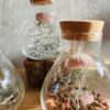 Terrarium méduse végétale