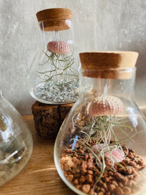 Terrarium méduse végétale