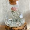 Terrarium méduse végétale – Image 2