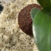 Kokedama plante Peperomia – Image 2